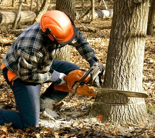 Tree Removal in Cooper, TX